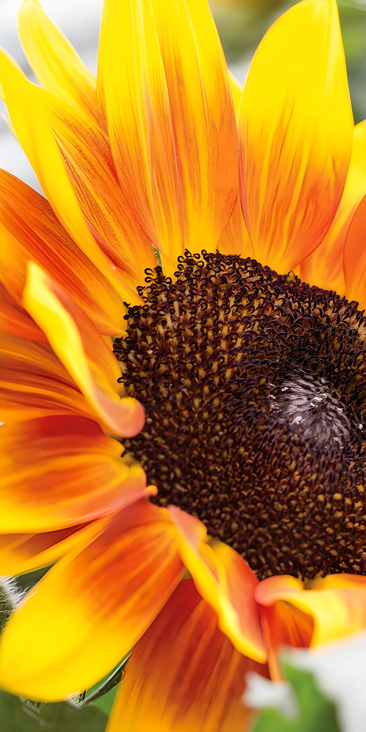 Yellow and orange sunflower in sunlight