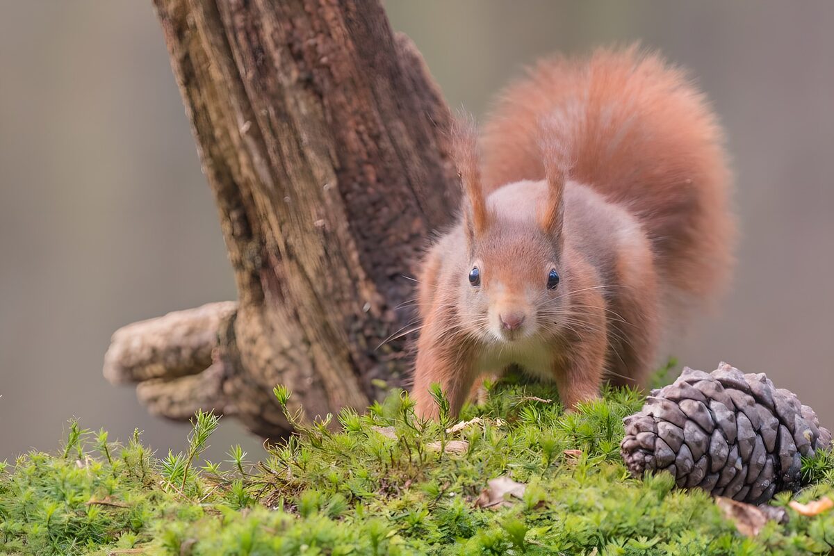 Red squirrel on moss, poised and alert