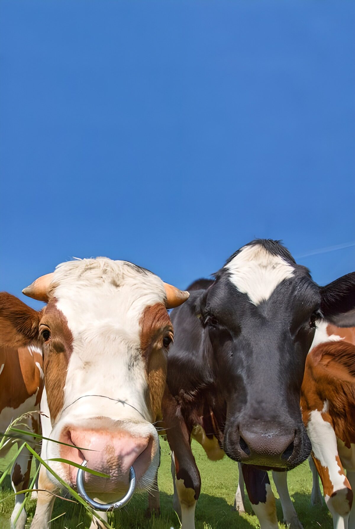 Curious cattle under a clear blue sky