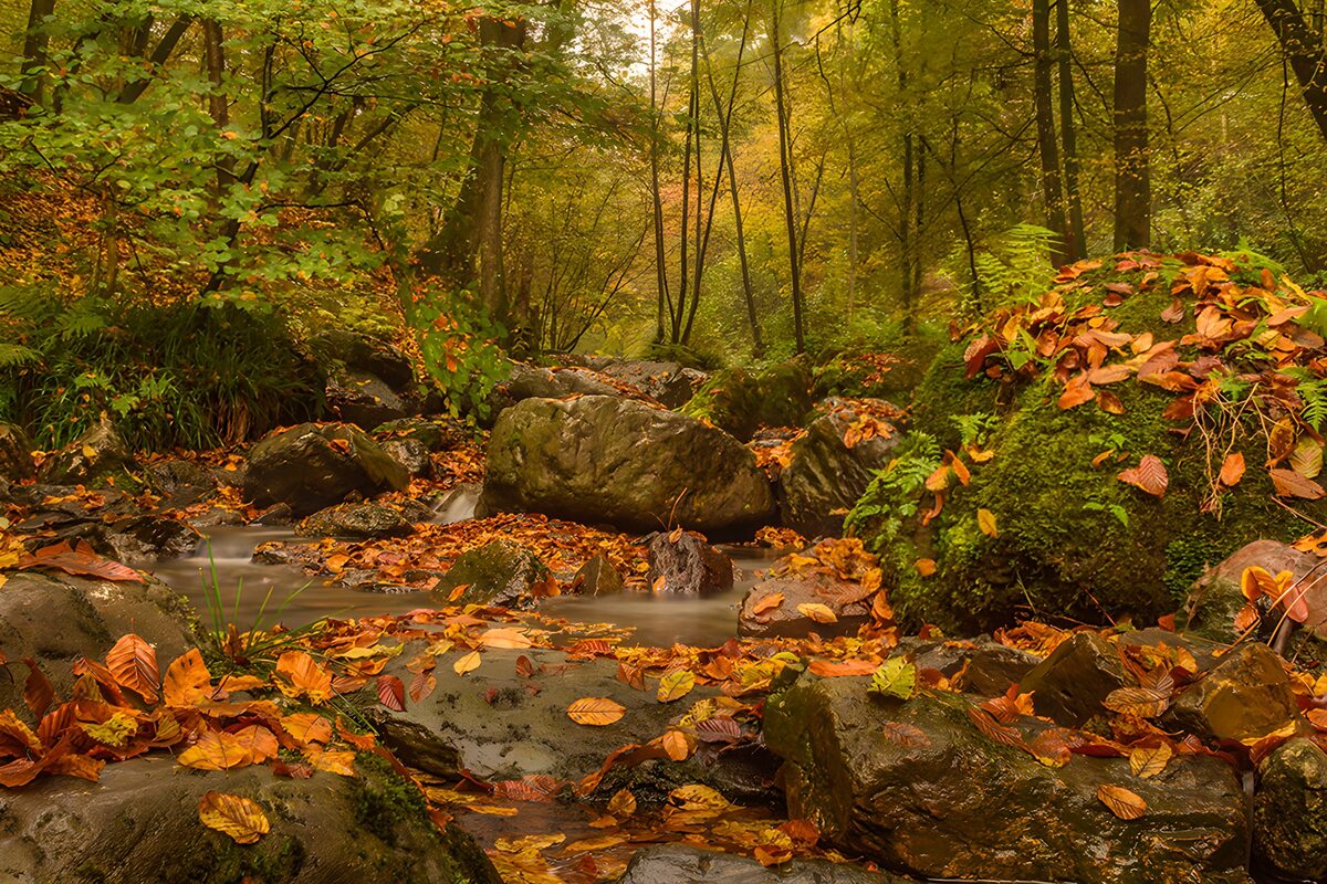Rocky stream in an autumn forest