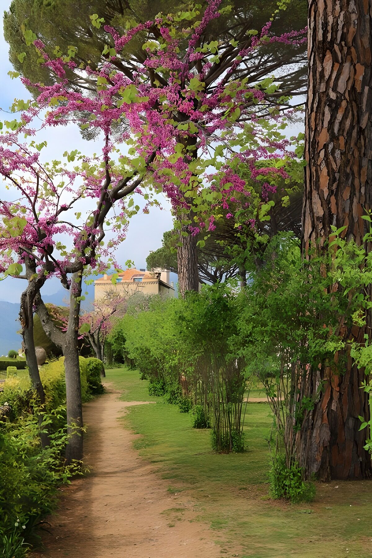 Garden path beneath pink blossom