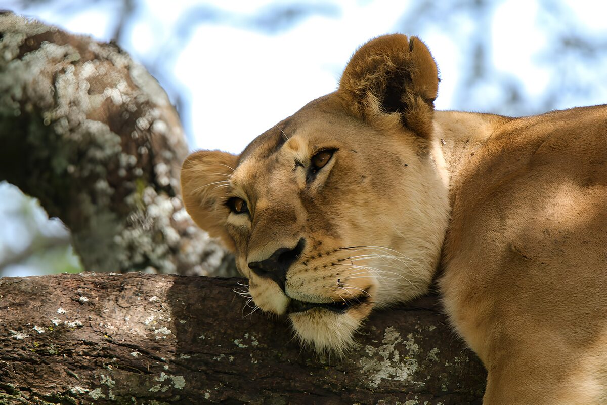 Lioness at rest on a tree branch