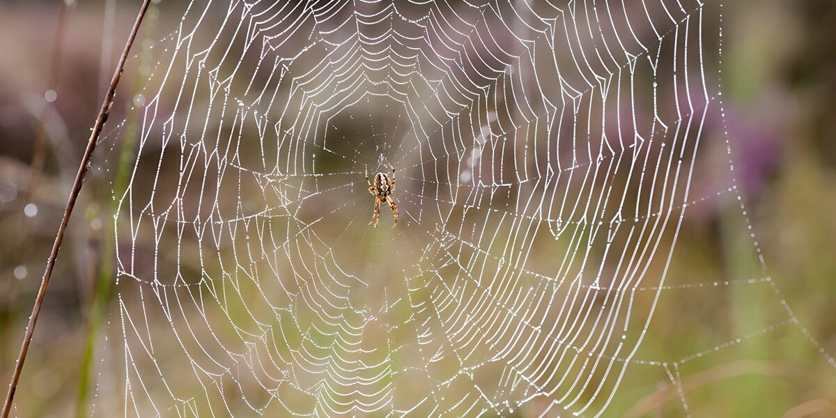 Spider on a silver, dew-covered web
