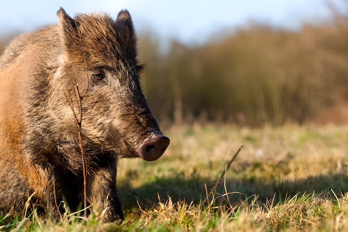 Wild boar brushed with golden light