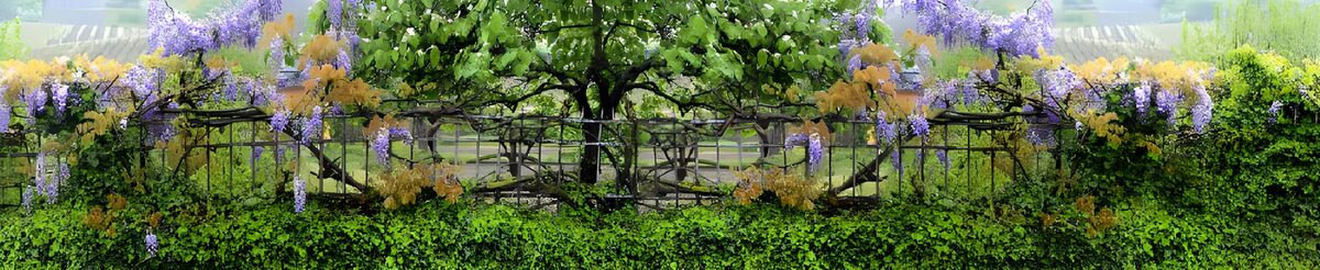 Wisteria in bloom on garden railings