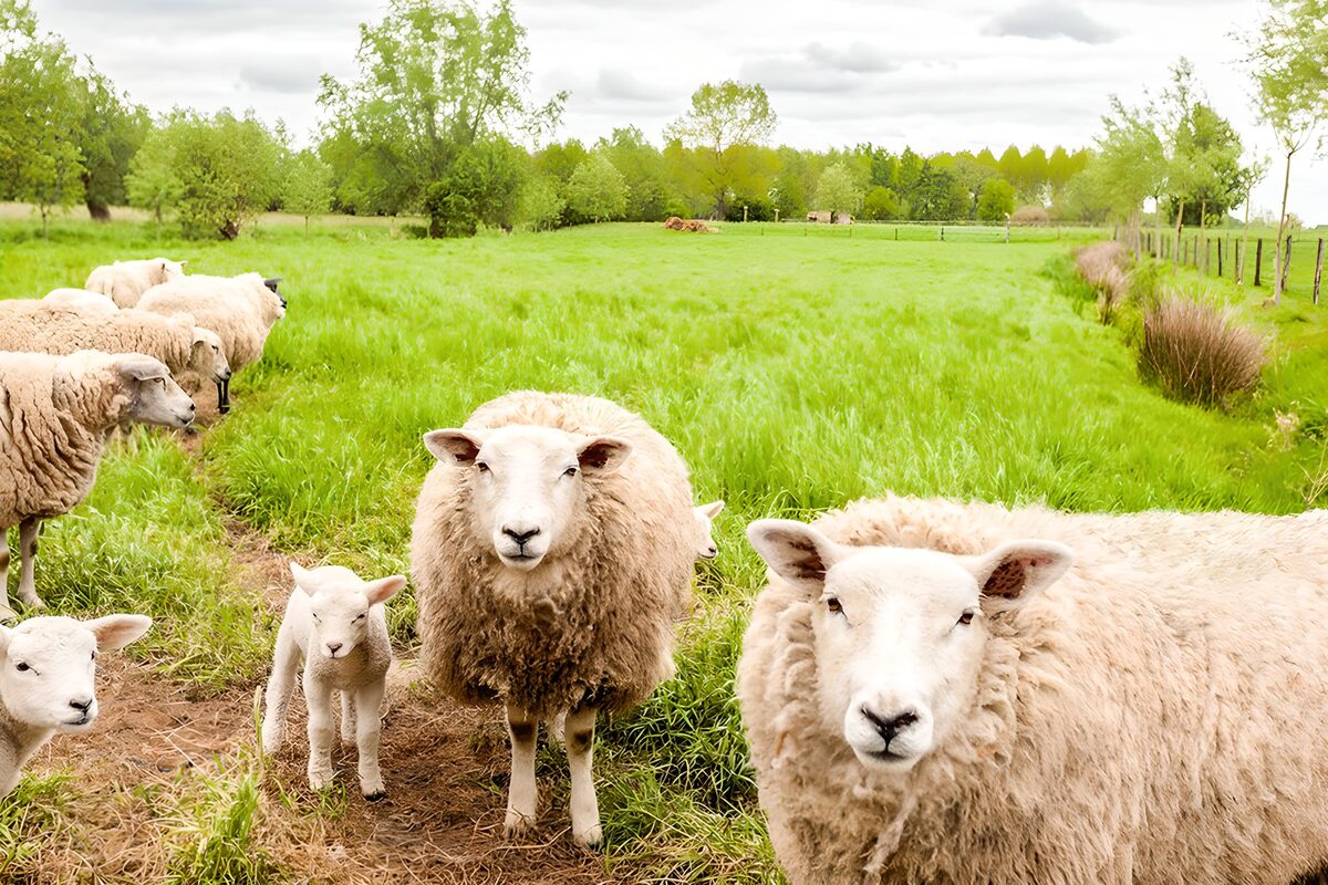 Sheep and lambs in a green pasture