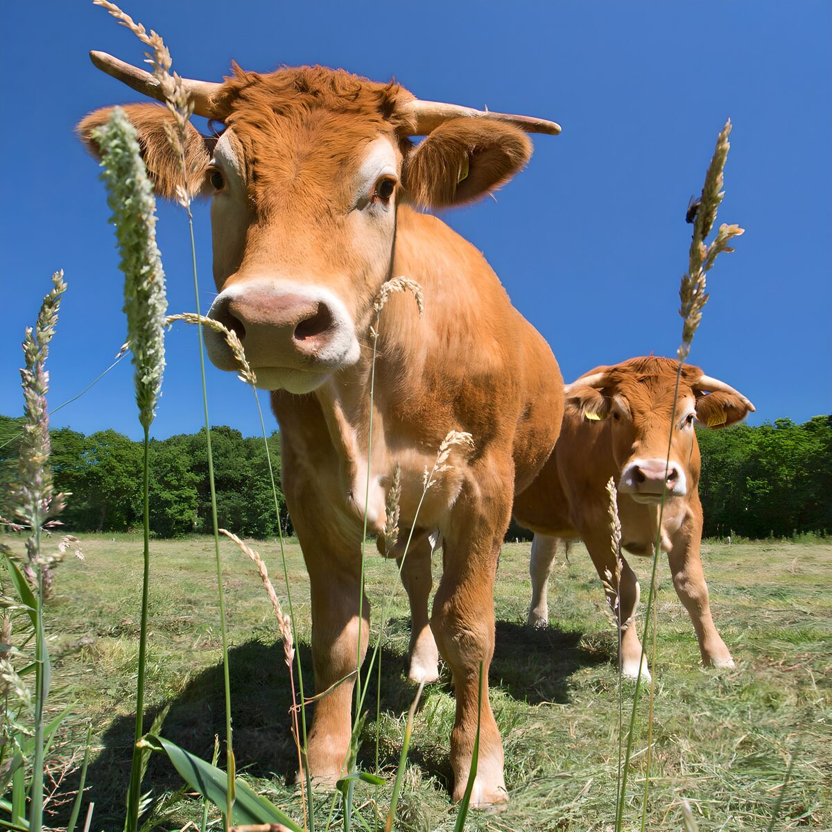 Two brown cows in a sunlit pasture