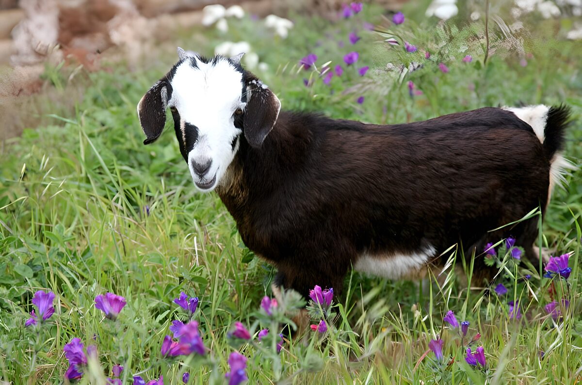 Black-and-white goat among purple flowers