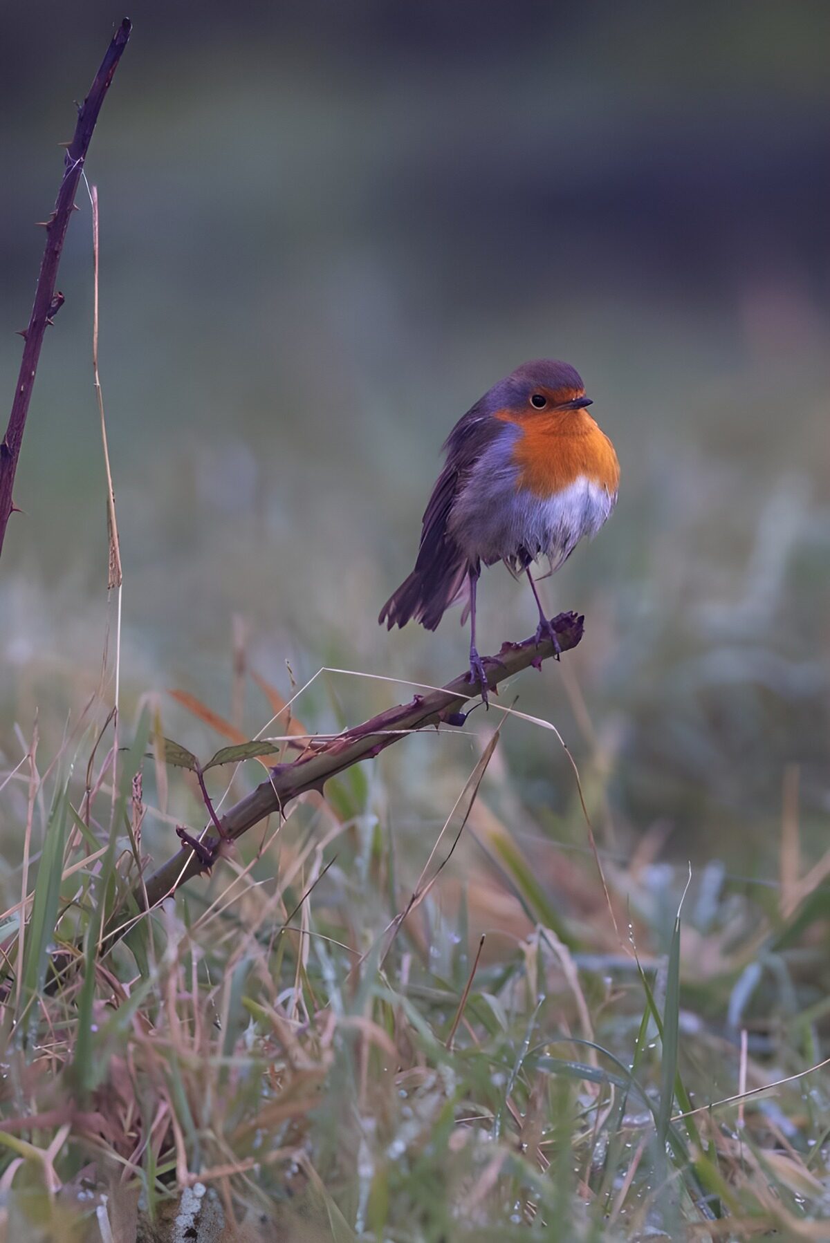 Robin on a thorny stem in soft light