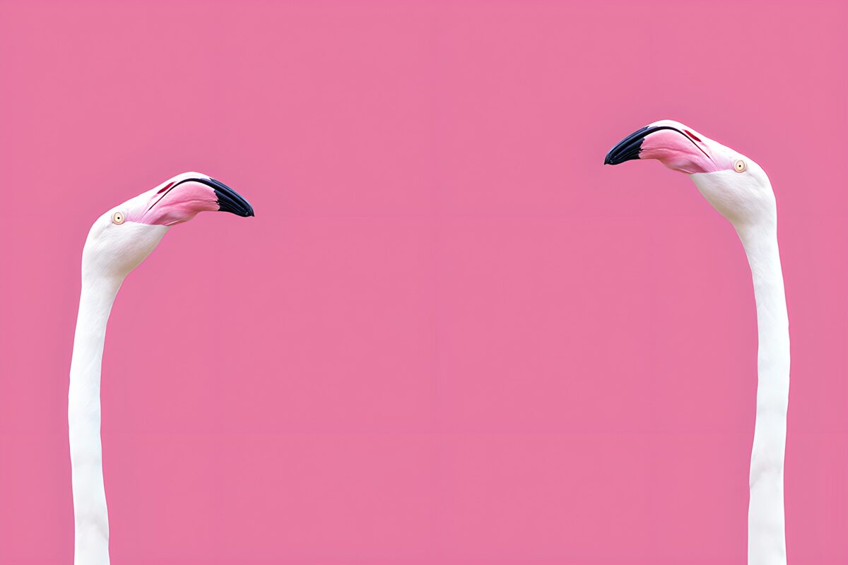 Two pale flamingos on bright pink