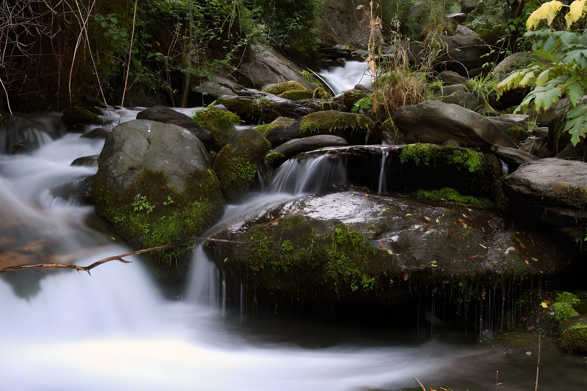 Quiet woodland cascades over mossy rocks