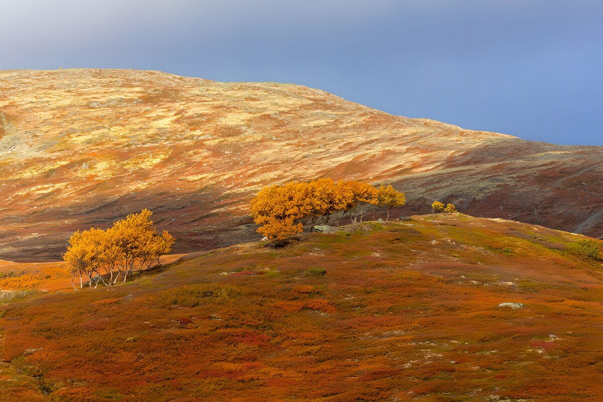 Golden trees on russet autumn hills