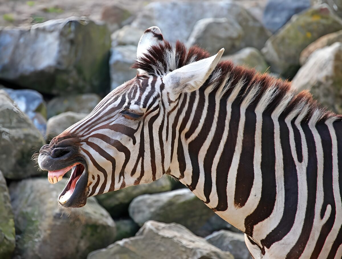 Zebra in profile, mouth wide open