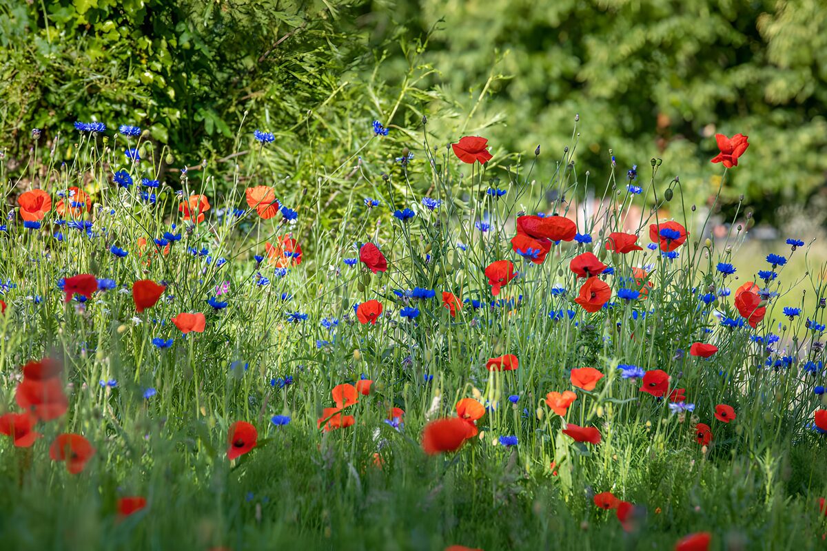 Poppies in a sea of summer green