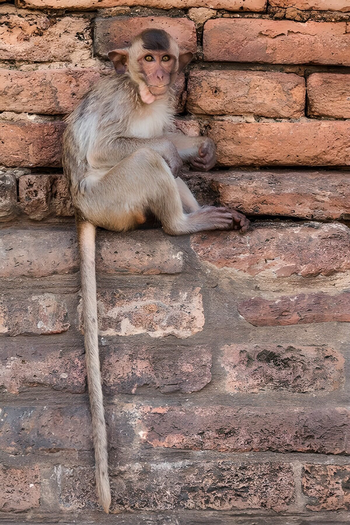 Quiet monkey on a weathered brick wall