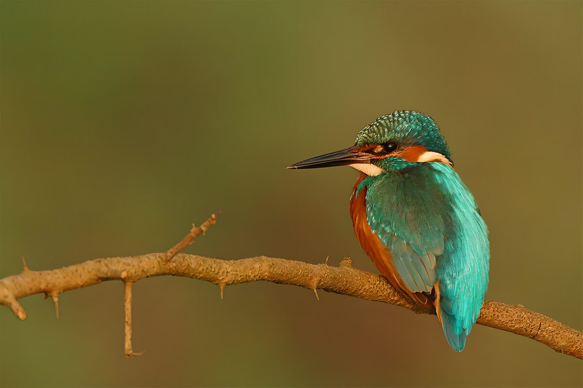 Blue and orange kingfisher in soft light