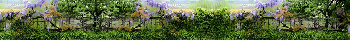 Wisteria over a leafy garden fence
