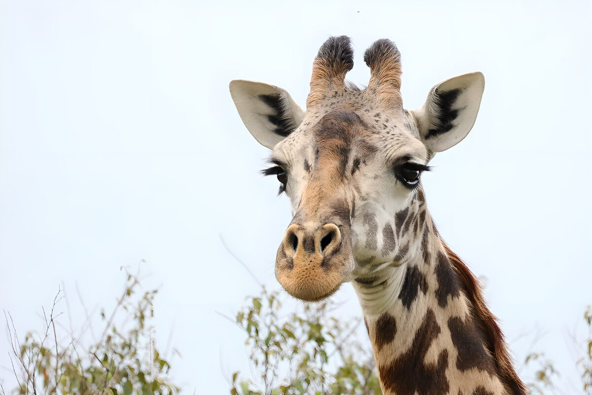 Giraffe portrait in soft daylight