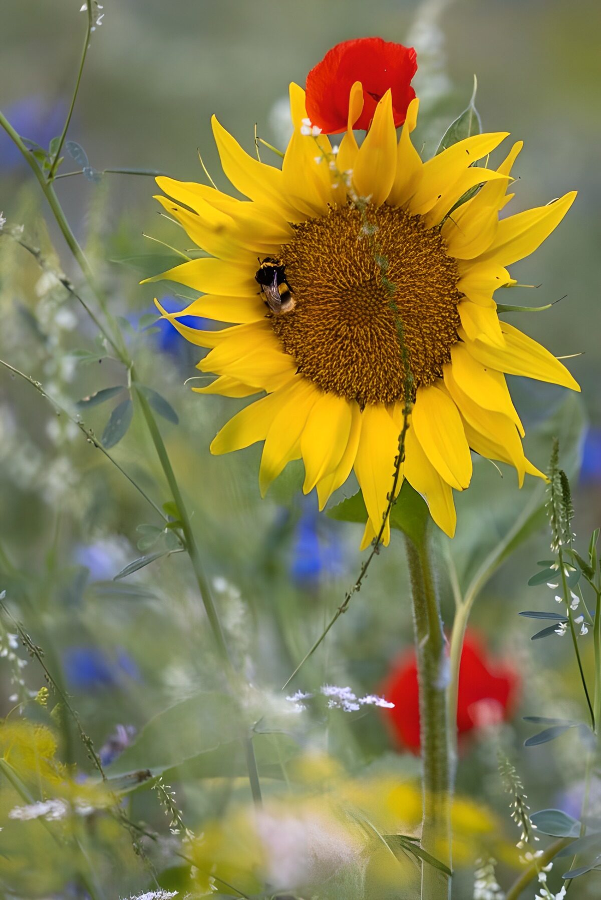 Sunflower and bumblebee in summer