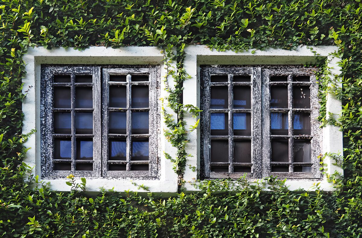 Weathered windows wrapped in green