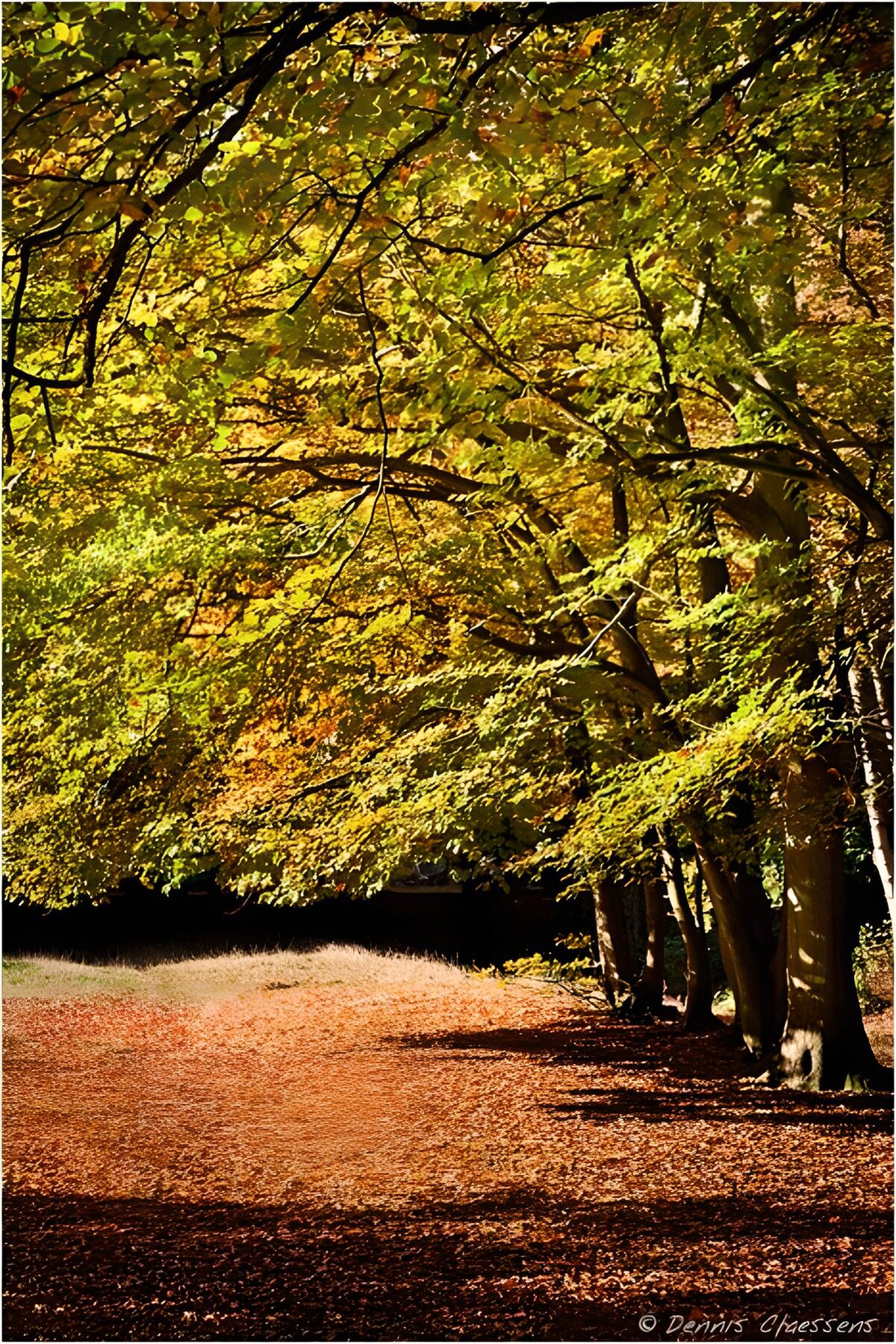 Sunlit autumn path beneath the trees