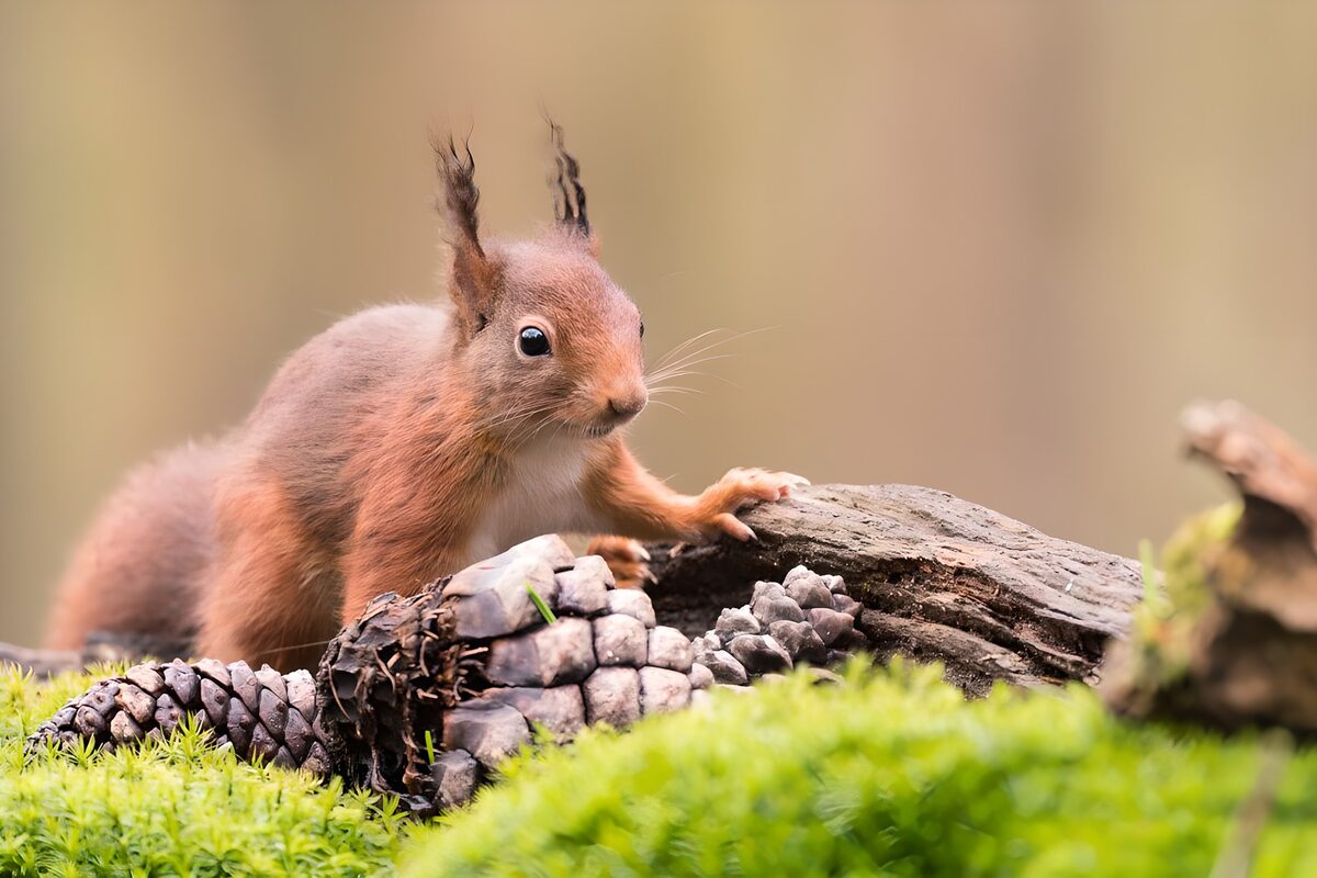 Alert red squirrel among pine cones