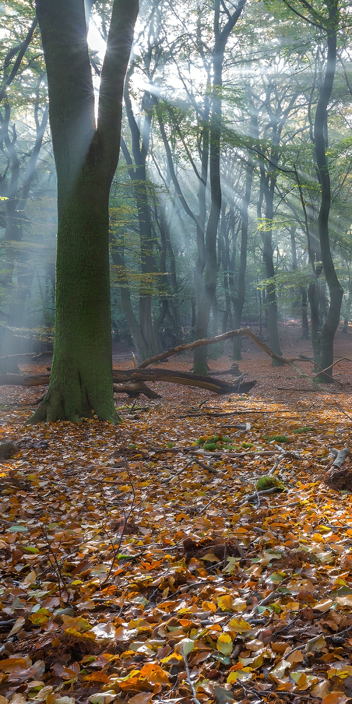 Autumn woodland in mist and sunlight