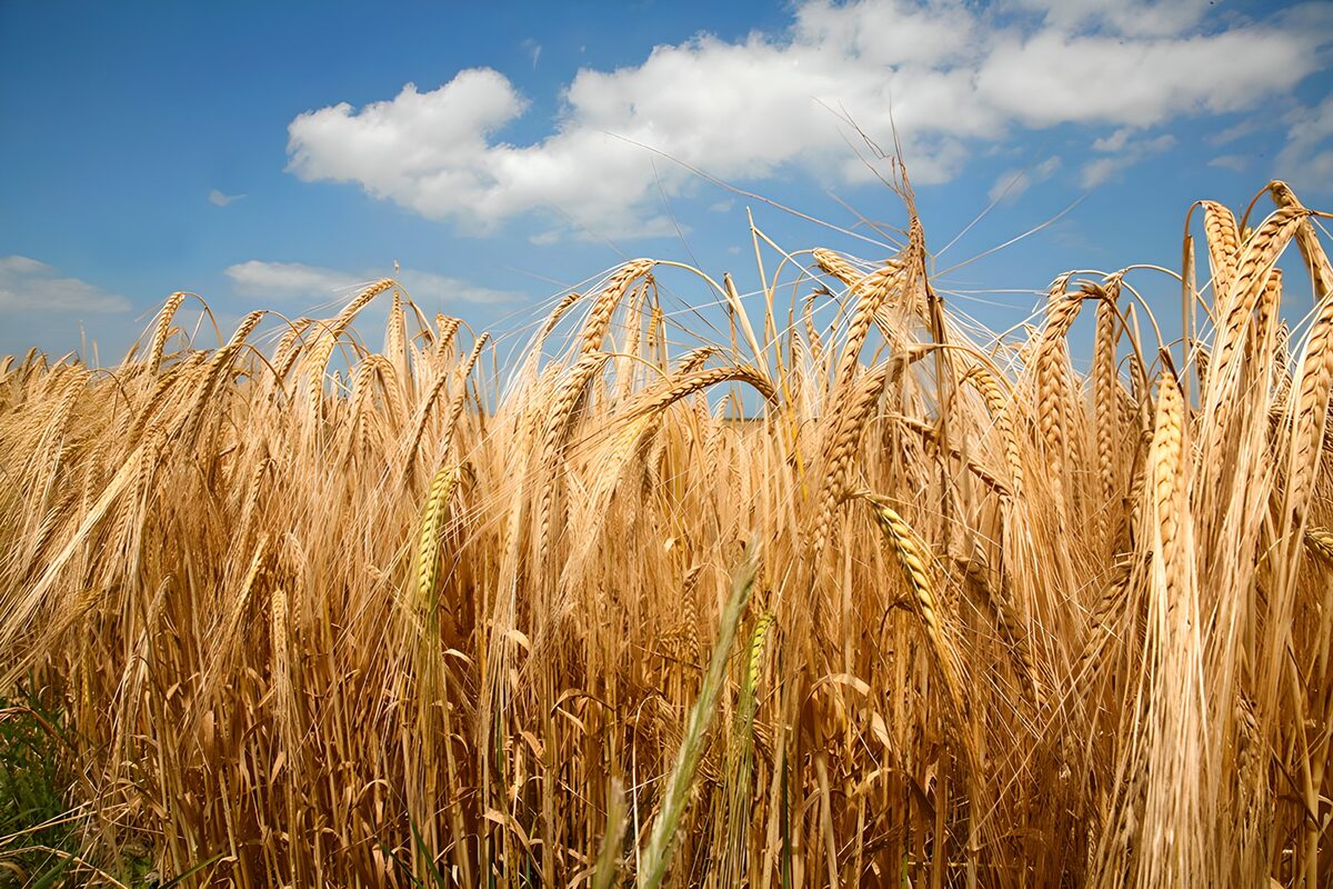 Golden grain beneath a summer sky