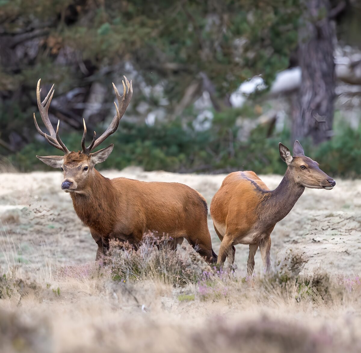 Red deer stag and hind on quiet watch