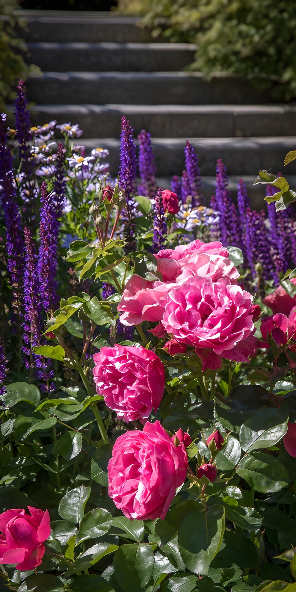Pink roses beside sunlit stone steps