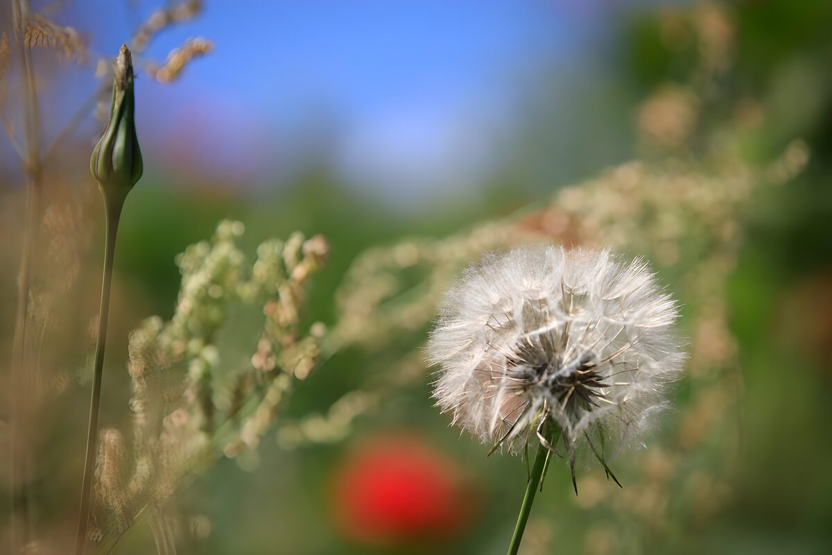White seed head in soft sunlight