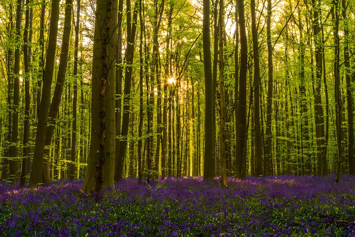 Sunlit woodland with purple flowers