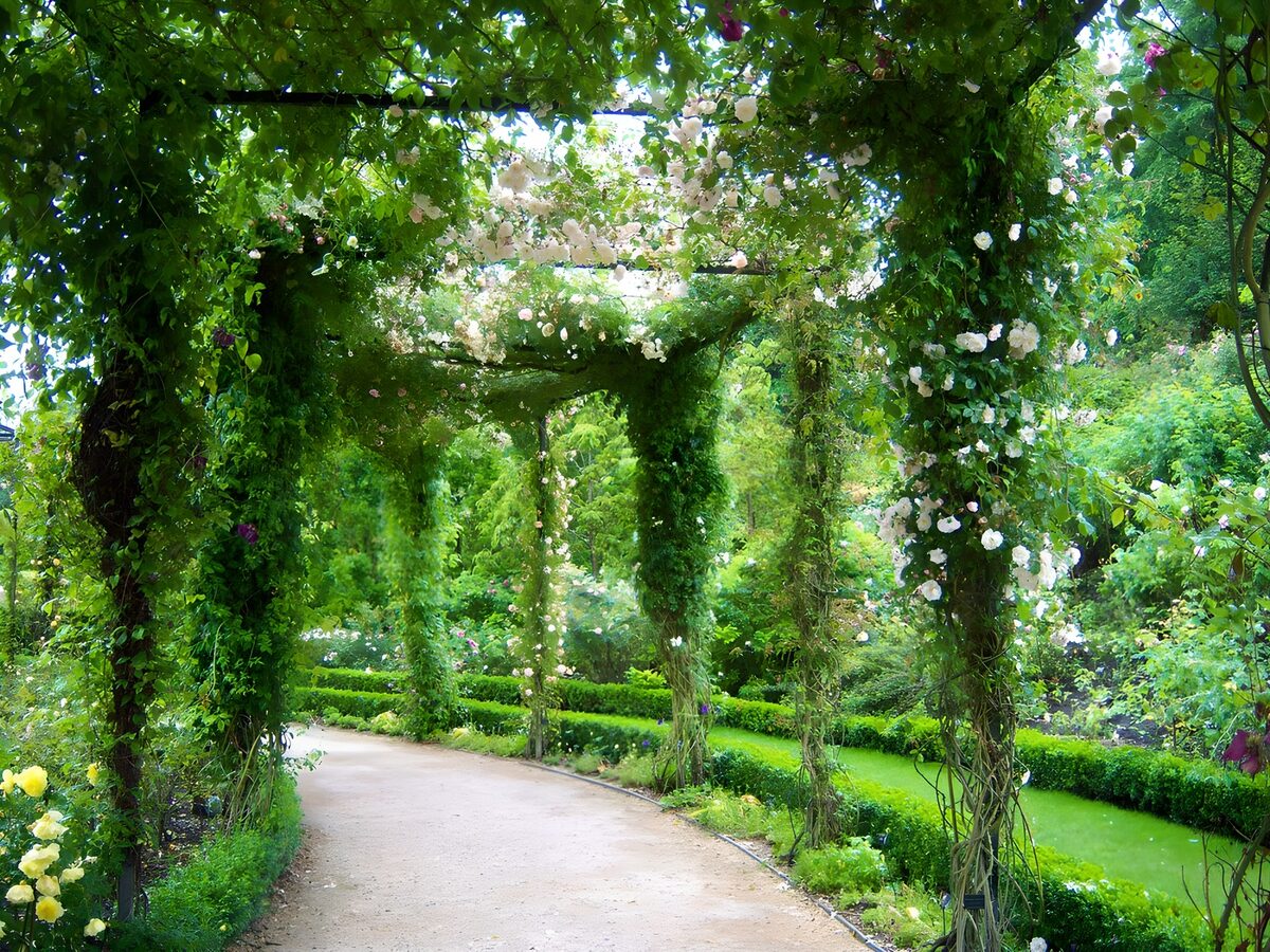 Rose-covered pergola over a shaded path