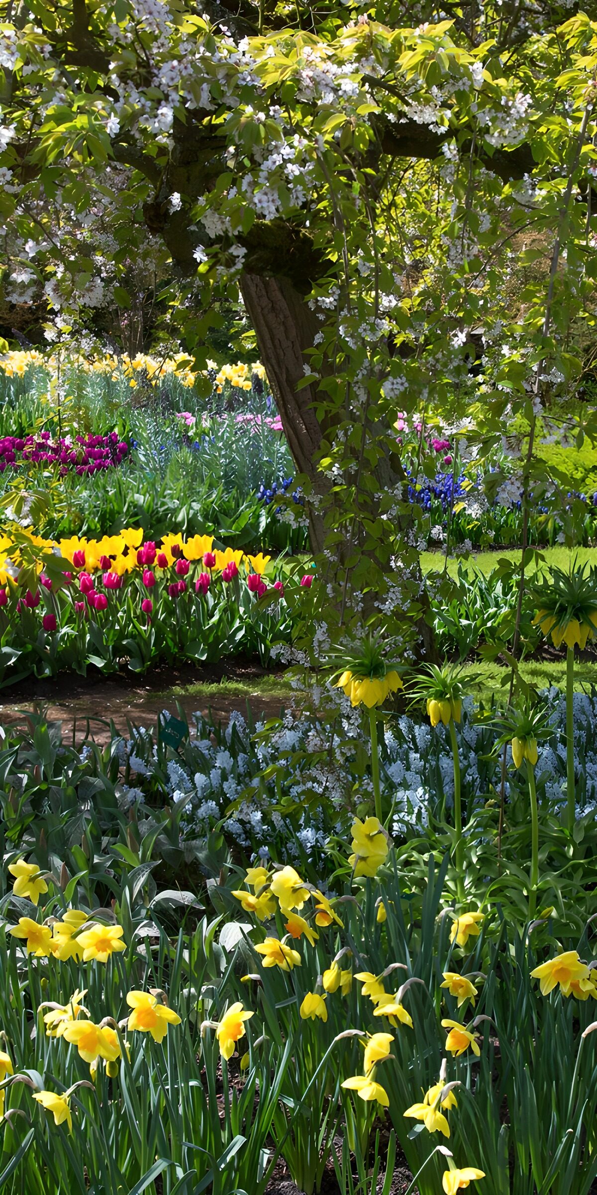 Spring blossom above a sea of yellow
