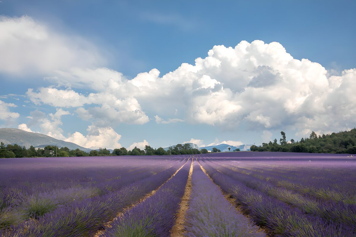 Lavender rows beneath a cloud-filled sky