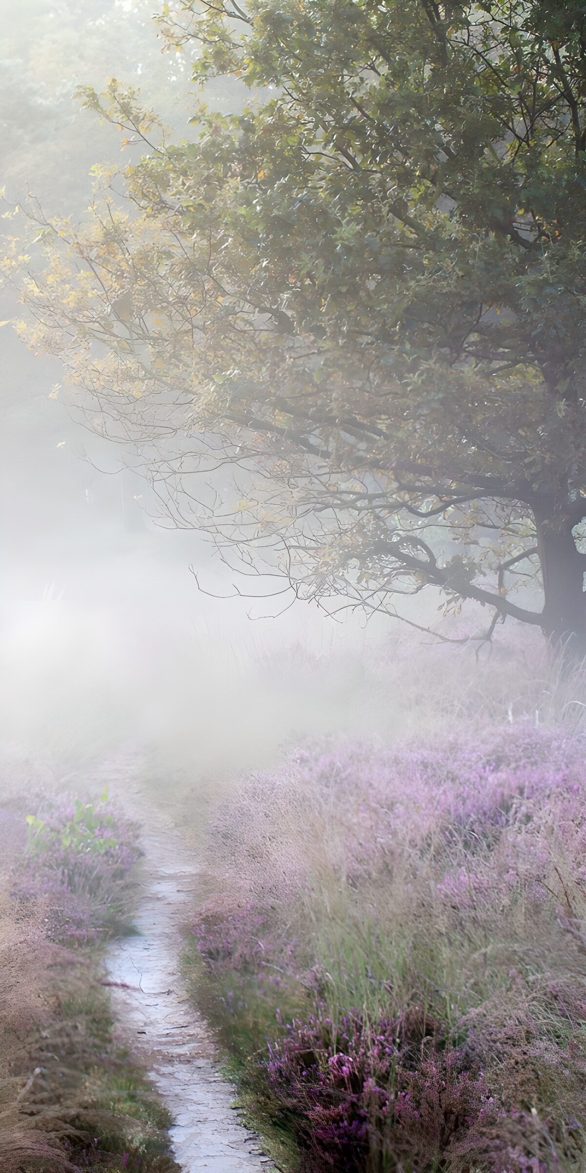 Purple heather beside a misty path