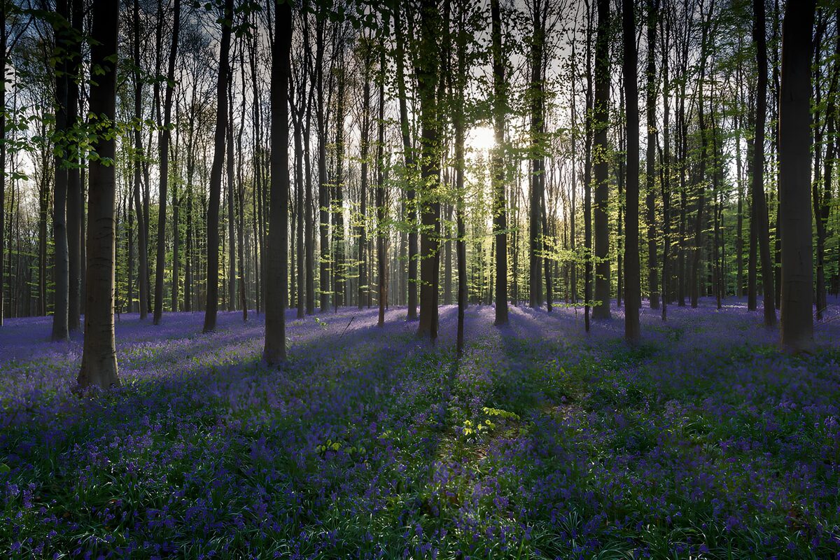Spring sunshine in bluebell woods