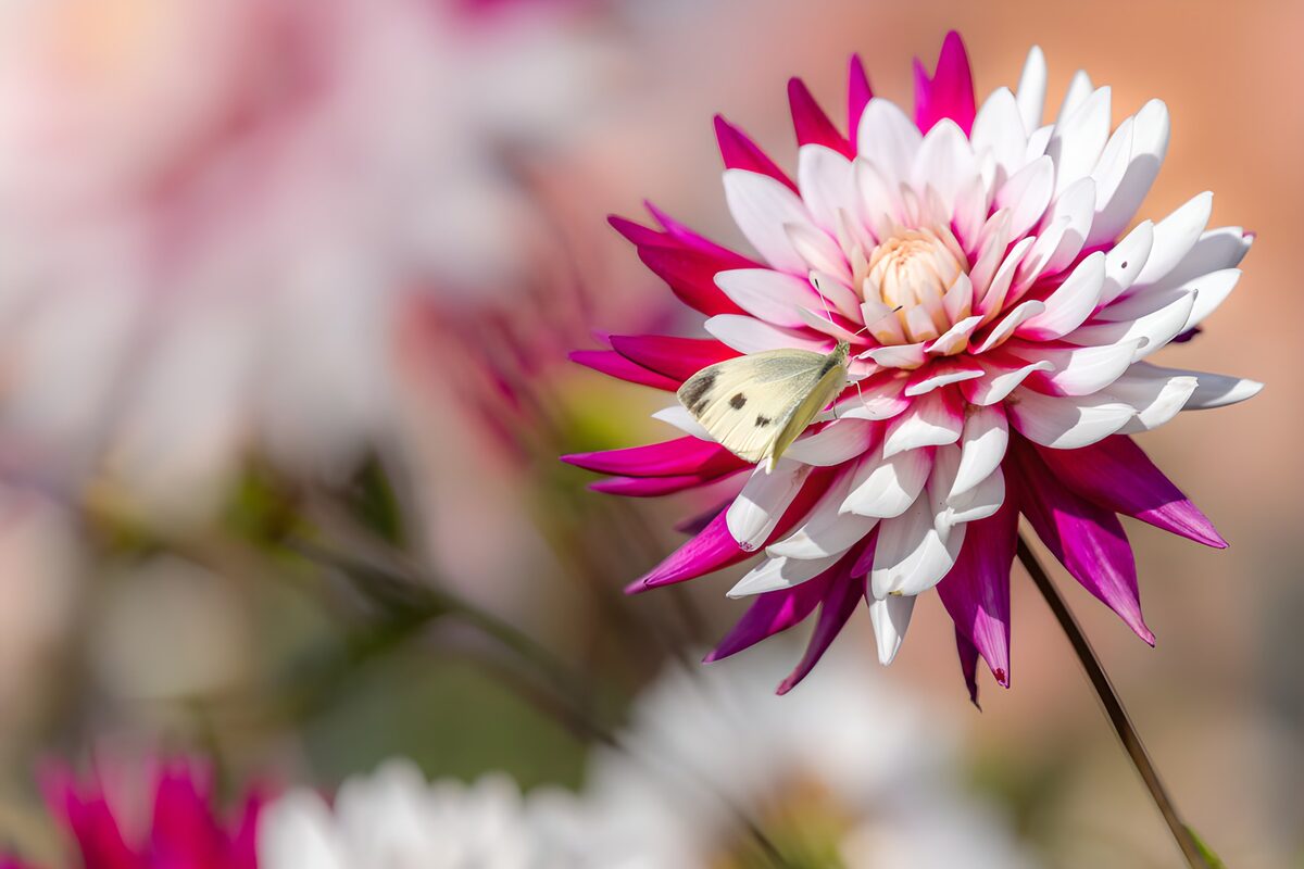 Butterfly on a sunlit pink dahlia