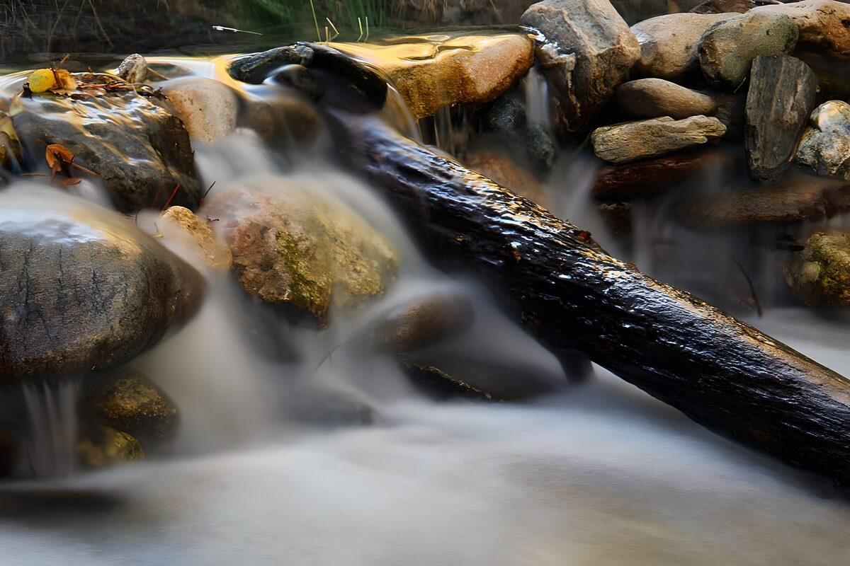 Soft-flowing stream beneath a fallen trunk