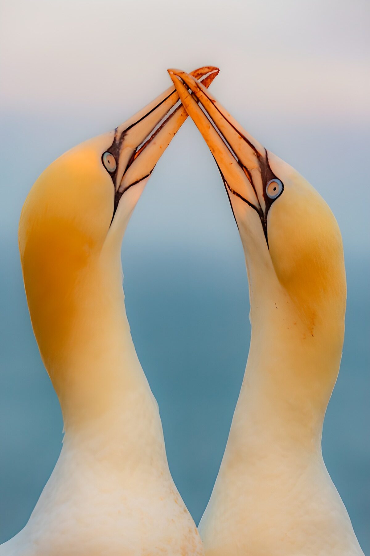 Two gannets crossing bills in warm light
