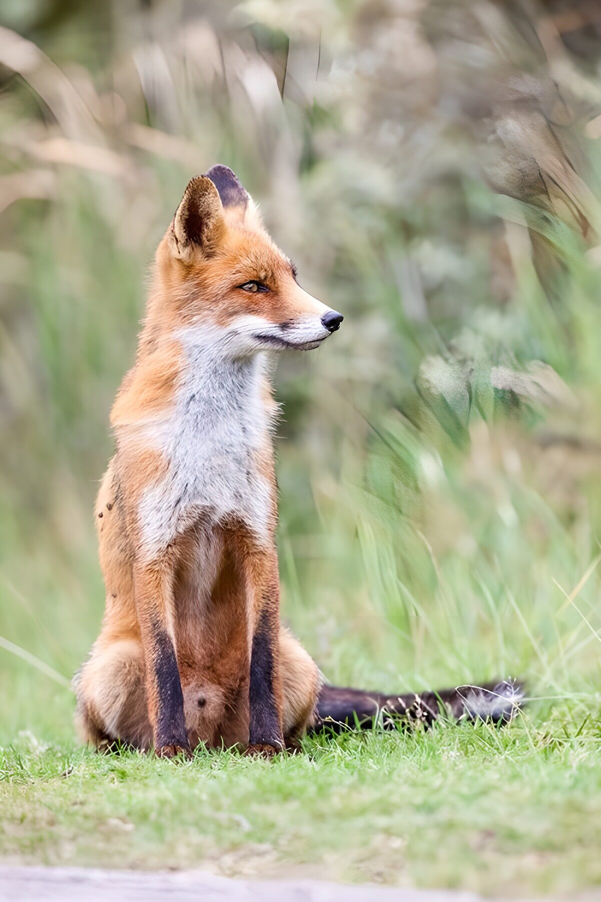 Red fox sitting alert in the grass