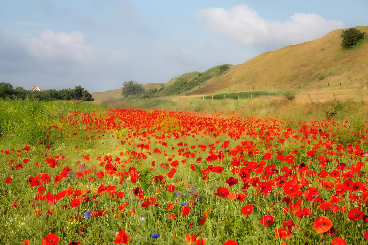 Red poppy meadow in summer