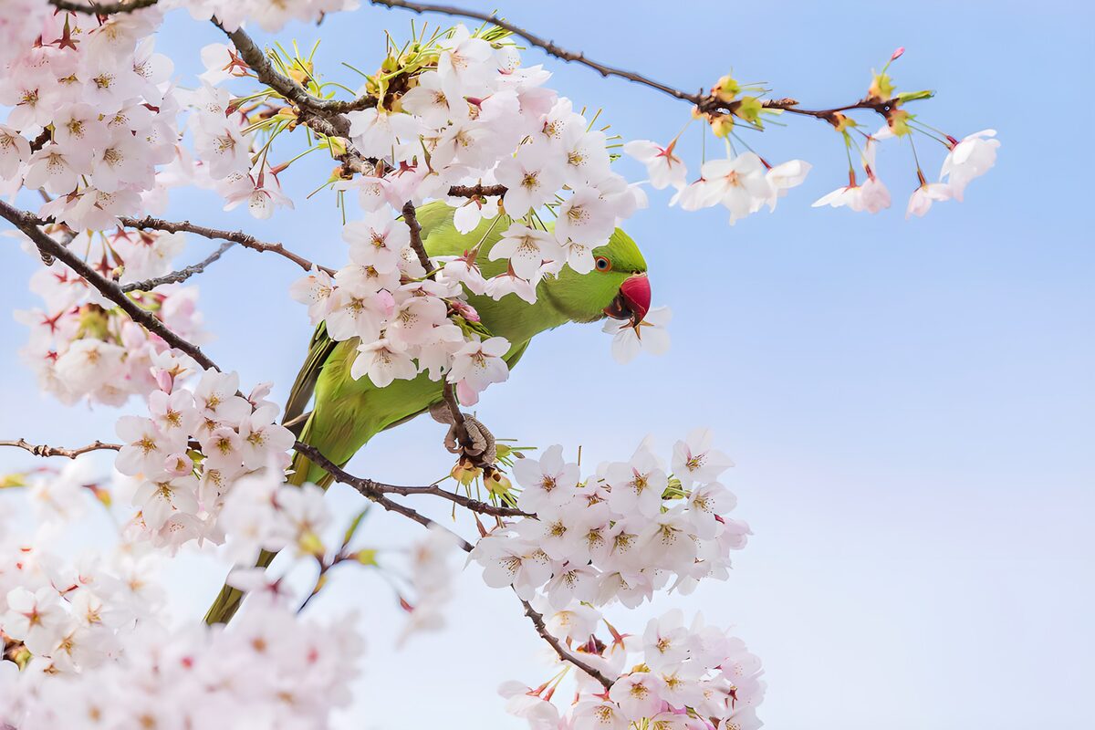 Green parakeet in pink and white blossom
