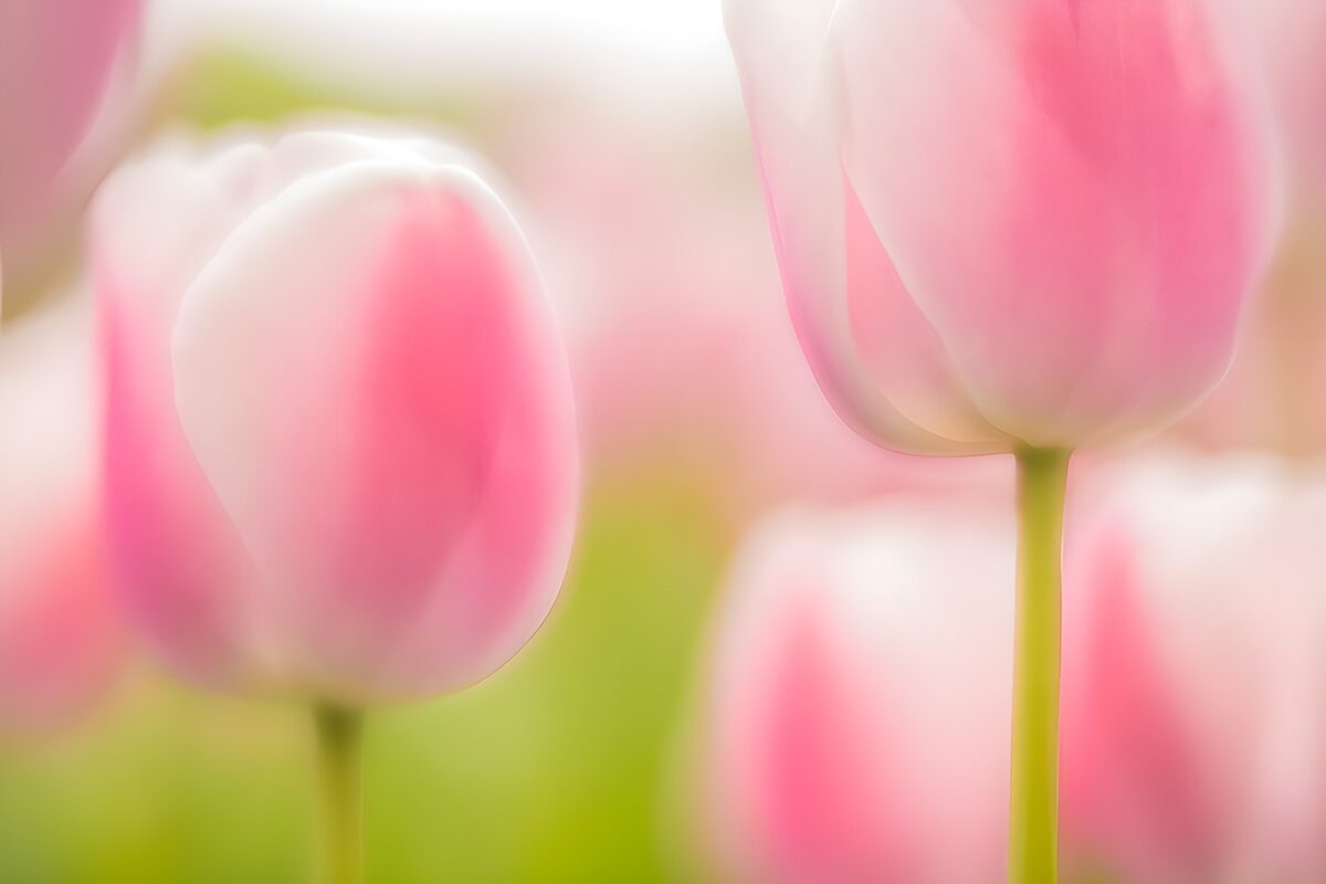 Pink tulips in soft focus