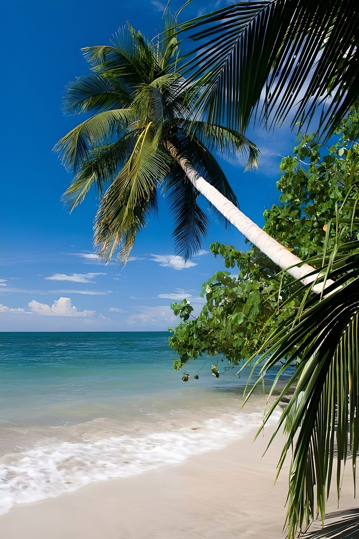 Leaning palm over a sunlit beach