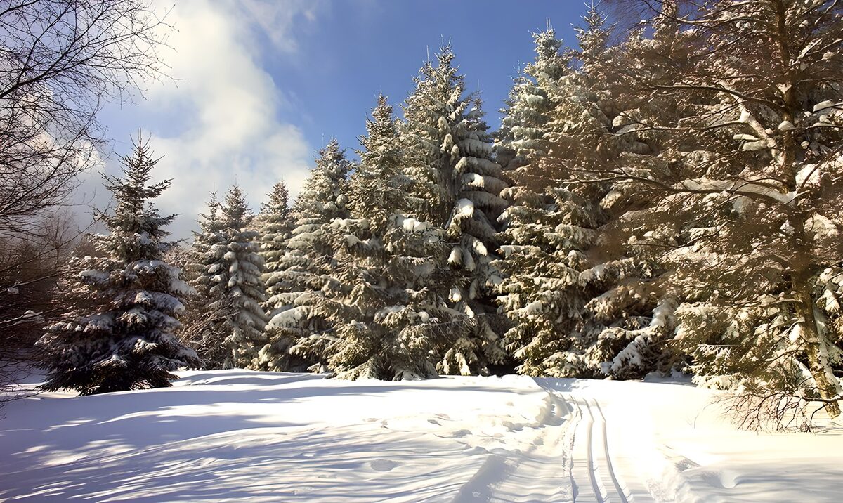 Sunlit conifers in a snowy clearing
