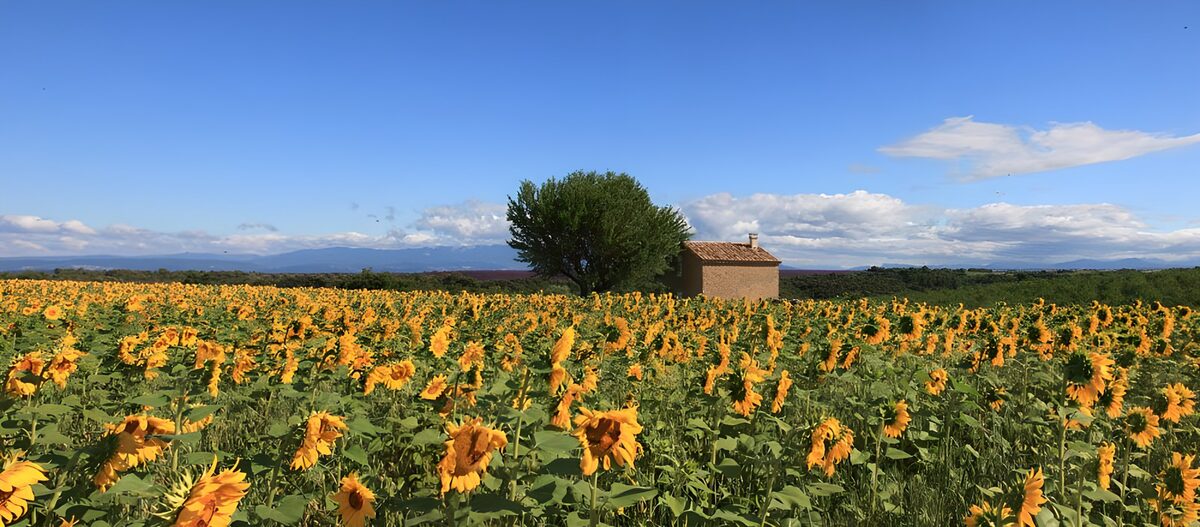 A sea of sunflowers beneath blue skies