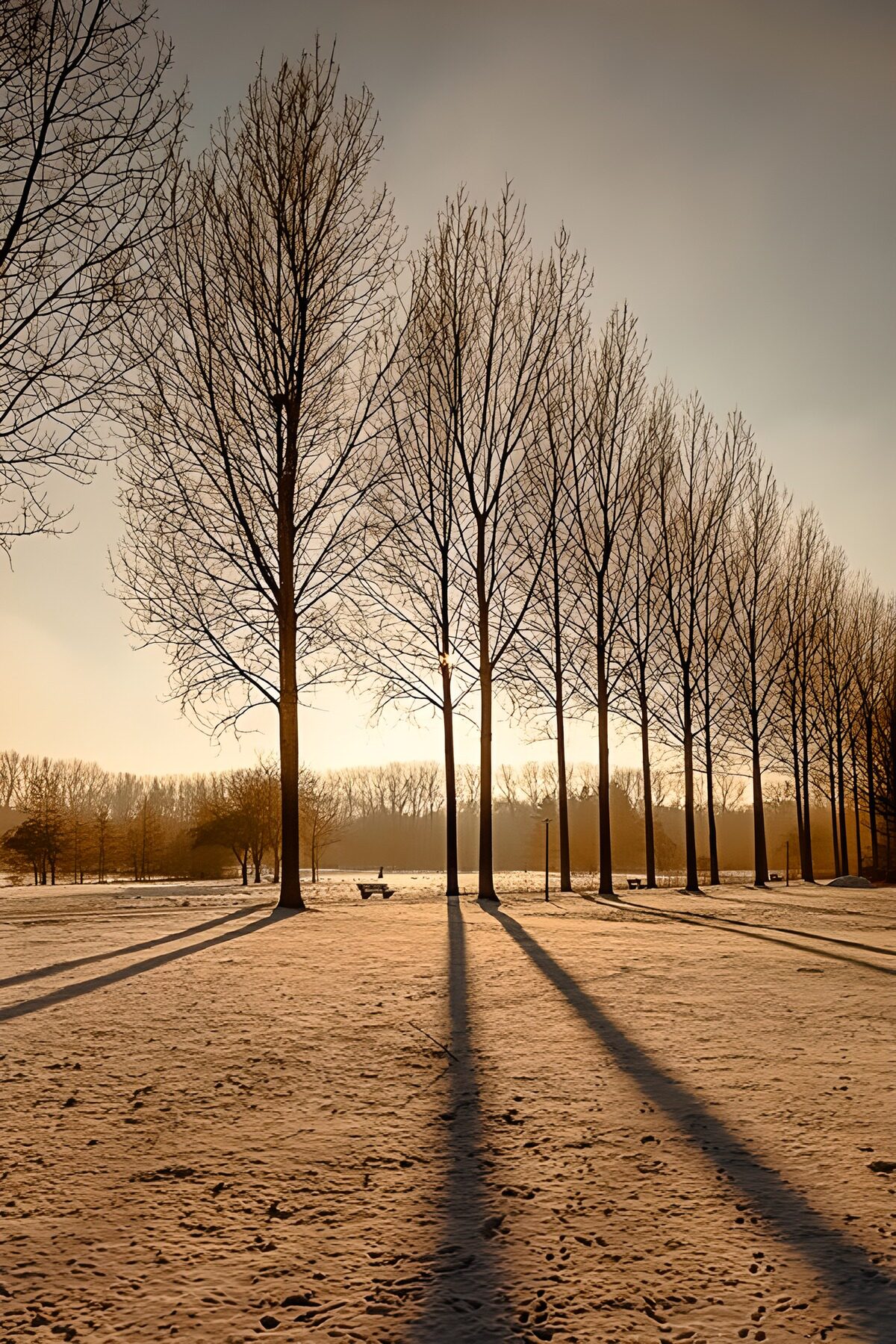 Bare trees in golden winter light