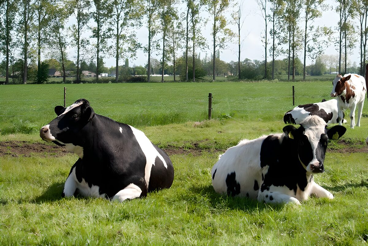 Four cows at ease in a sunlit pasture