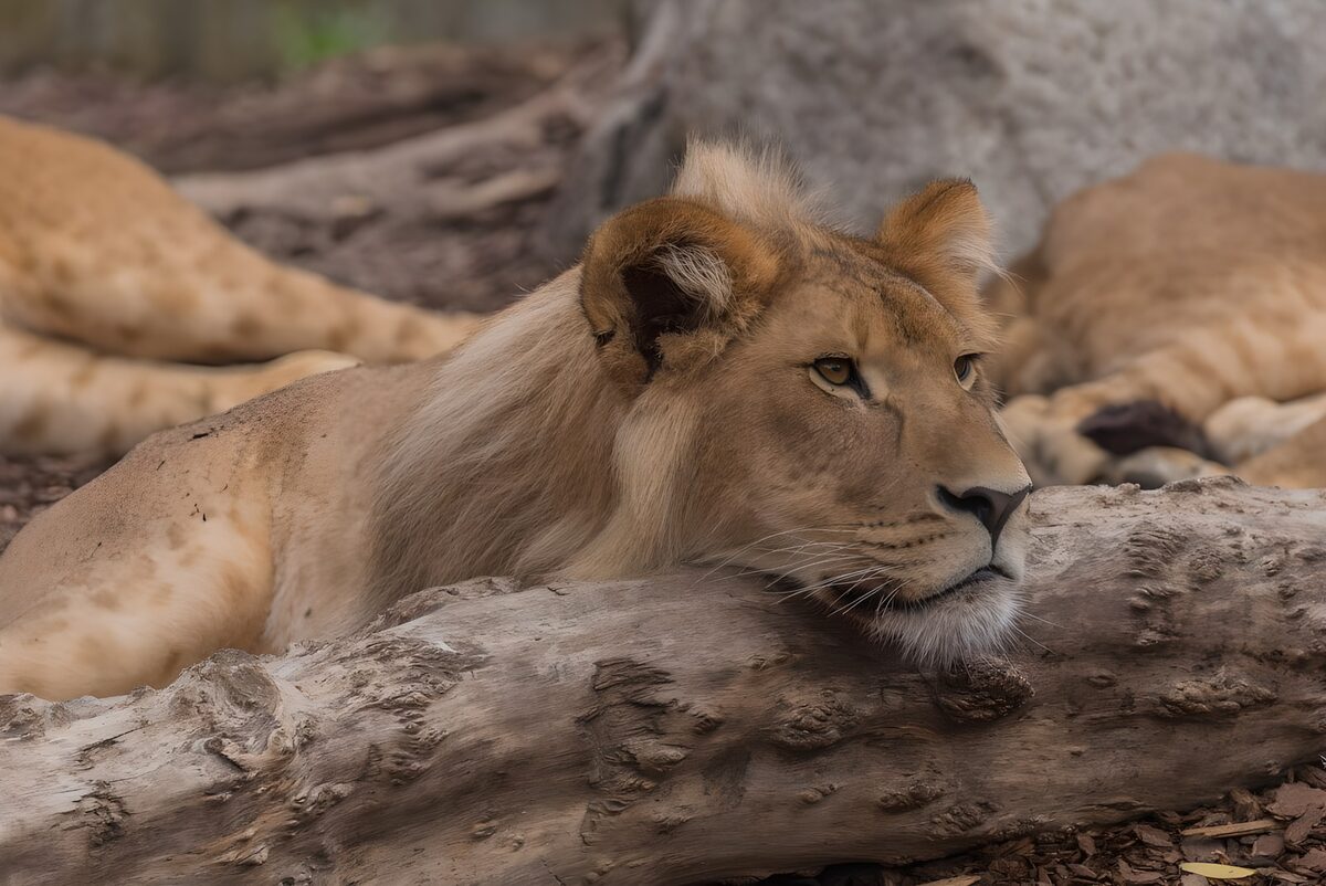 Lion resting its chin on a weathered log